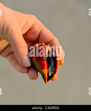 In possesso di una florida combattimenti Conch sulla spiaggia -- di raggiungere con la Sua unghia - - Strombus alatus Foto Stock