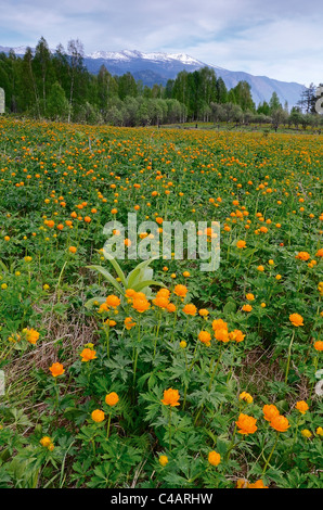 Mondo di fiori e la cresta di Corbu Foto Stock