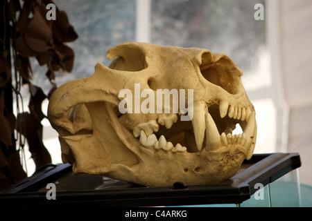 Un teschio di carnivori dal lato che mostra i suoi grandi denti canini Foto Stock