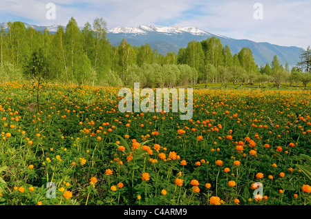 Mondo di fiori e la cresta di Corbu Foto Stock