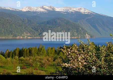 Meleto in fiore e le Corbu Ridge . Altai Riserva Naturale Statale. La Russia Foto Stock