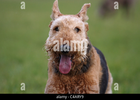 Airedale Terrier ritratto Foto Stock