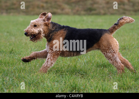 Esecuzione di Airedale Terrier Foto Stock