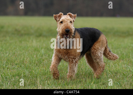 Airedale Terrier Foto Stock