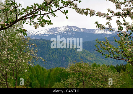 Meleto in fiore e Altyn troppo montagne. Altai Riserva Naturale Statale. La Russia Altai in Siberia Foto Stock