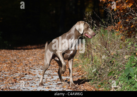 Weimaraner permanente Foto Stock