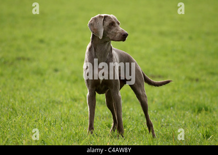 Weimaraner permanente Foto Stock