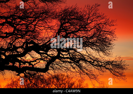 Rami di quercia e colorato cielo invernale a Råde, Østfold fylke, Norvegia. Foto Stock