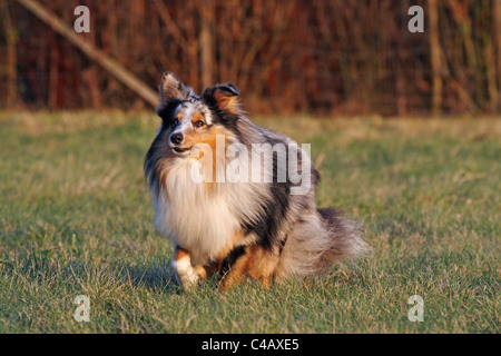 Esecuzione di Shetland Sheepdog Foto Stock