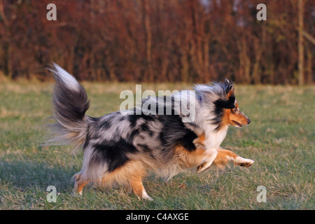 Esecuzione di Shetland Sheepdog Foto Stock