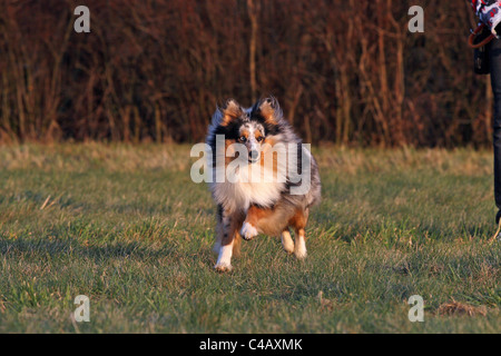 Esecuzione di Shetland Sheepdog Foto Stock