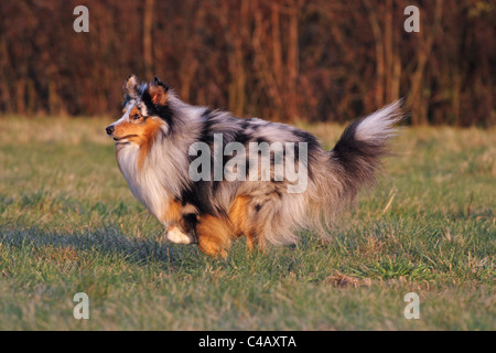 Esecuzione di Shetland Sheepdog Foto Stock