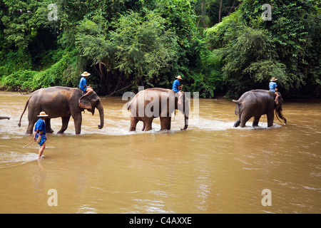 Tailandia Chiang Mai e Chiang Dao. Una linea di elefanti wades attraverso il Fiume Ping a Chiang Dao Centro Addestramento Elefanti. Foto Stock