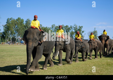 Thailandia, Surin, Surin. Elephant football team entrare Srinarong Stadium durante l'Elefante Round-up festival. Foto Stock