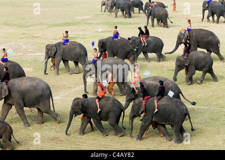 Thailandia, Surin, Surin. Una mandria di giovani elefanti è cavalcato da Suai bambini durante l'Elefante annuale festival Roundup. Foto Stock