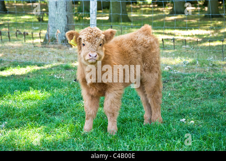Giovani Highland vitello di vacca Foto Stock