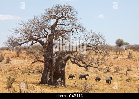 Tanzania, Tarangire. Un branco di elefanti cammina davanti a un enorme baobab. Entrambi sono ciò che fa di Tarangire famosi. Foto Stock