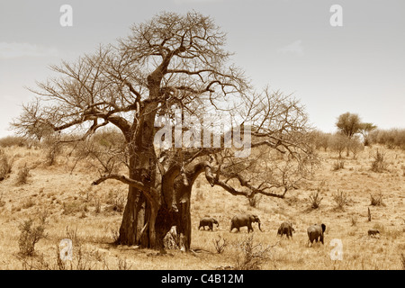 Tanzania, Tarangire. Un branco di elefanti cammina davanti a un enorme baobab. Entrambi sono ciò che fa di Tarangire famosi. Foto Stock