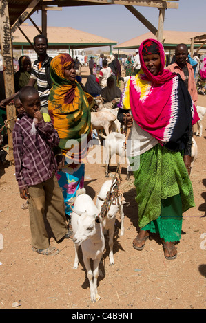 Caprini per la vendita al mercato del bestiame, Barao, il Somaliland e la Somalia Foto Stock