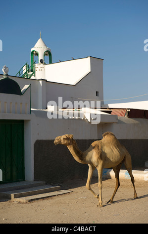 Cammelli camminare davanti a una moschea, Berbera, il Somaliland e la Somalia Foto Stock