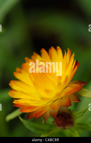 Close up di arancio fiori di elicriso Foto Stock