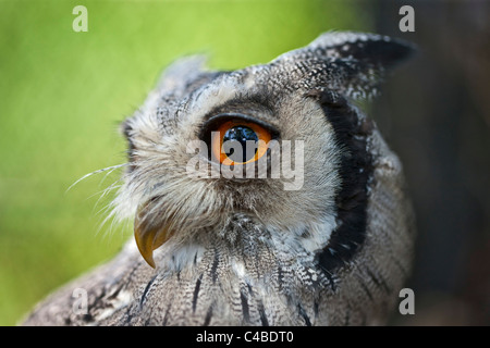 Un ritratto di una di fronte bianco-Scops-Owl, una specie di piccolo gufo con ciuffi auricolari che vengono sollevati quando l'uccello è disturbato. Nairobi, Kenya Foto Stock
