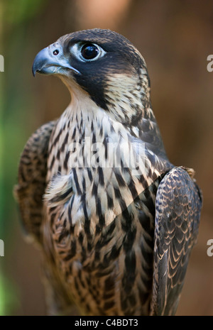 Un Lanner Falcon, un comune grande falcon dell'Africa orientale. Nairobi, Kenya Foto Stock