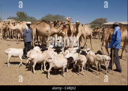 Il cammello e il mercato di capra, Hargeisa, il Somaliland e la Somalia Foto Stock