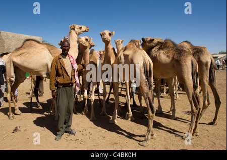 Il cammello e il mercato di capra, Hargeisa, il Somaliland e la Somalia Foto Stock