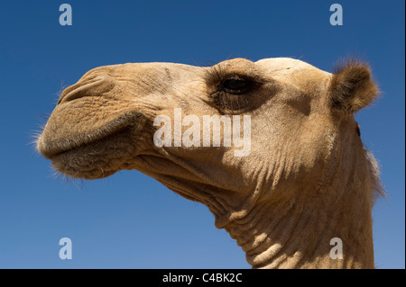 Il cammello, il cammello e il mercato di capra, Hargeisa, il Somaliland e la Somalia Foto Stock