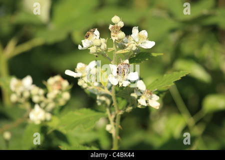 Western miele api (Apis mellifera) impollinare Blackberry in fiore fiori (Rubus fruticosus). Posizione: Maschio Karpaty, Slovacchia Foto Stock