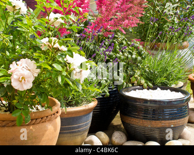 Pentole e contenitori in un angolo di un patio con rose, lavanda e astilbe Foto Stock