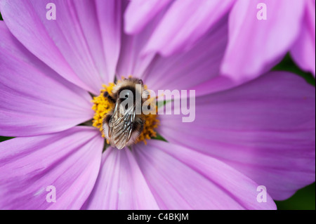 Bumble Bee avanzamento sul cosmo fiore in un giardino inglese Foto Stock