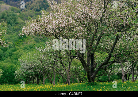 Meleto in fiore. Altai Riserva Naturale Statale. La Russia Foto Stock