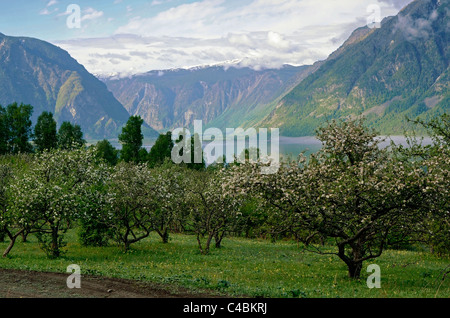 Meleto in fiore e Taletskoye Lago. Altai Riserva Naturale Statale. La Russia Foto Stock