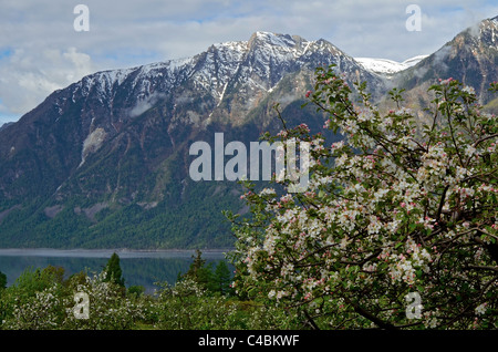 Meleto in fiore e Altyn troppo montagne. Altai Riserva Naturale Statale. La Russia Foto Stock