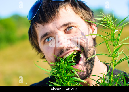 Giovane uomo di mangiare le foglie di canapa. Sparare nel campo di marijuana. Foto Stock