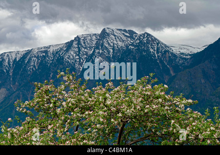 Meleto in fiore e Altyn troppo montagne. Altai Riserva Naturale Statale. La Russia Foto Stock