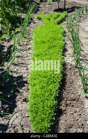 In alto di un letto di piantate le carote che rendono la forma di una carota nel kids area dimostrativa dei piselli Farm in Missoula, MT Foto Stock