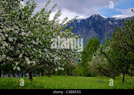 Meleto in fiore e Altyn troppo montagne. Altai Riserva Naturale Statale. La Russia Foto Stock