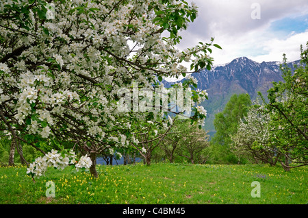 Meleto in fiore e Altyn troppo montagne. Altai Riserva Naturale Statale. La Russia Foto Stock