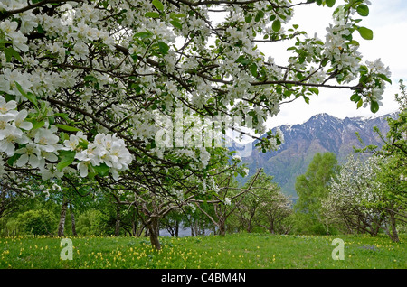 Meleto in fiore e Altyn troppo montagne. Altai Riserva Naturale Statale. La Russia Foto Stock