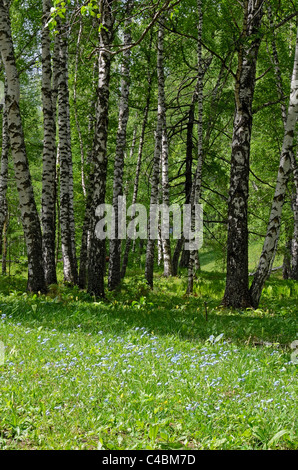 Di betulle. Altai Riserva Naturale Statale. La Russia Foto Stock