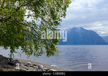 Betulla sulla banca del Lago Teletskoye. Altai Riserva Naturale Statale. La Russia Foto Stock