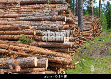 Due pile di tagliare segherie in pineta Foto Stock