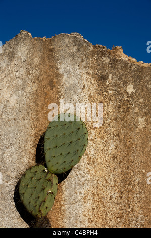 Il Cactus cresce lungo le rovine dell'Hacienda de Cinco Señores miniera abbandonata di minerali de Pozos, San Luis de la Paz, Messico Foto Stock