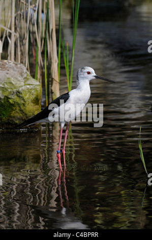 "Black-winged Stilt' 'Himantopus himantopus' Foto Stock