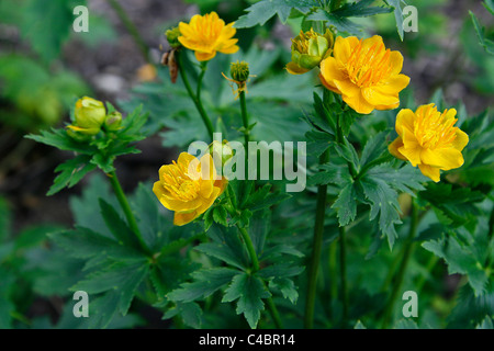 Cinese velenosi globe flower ( trollius chinensis ) dal nord-ovest della Cina fiorente nel giardino botanico di Lipsia Foto Stock