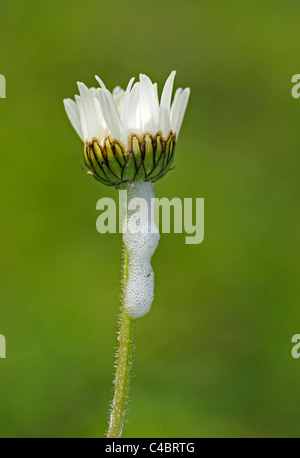 Close-up di Margherita occhio di bue con il cuculo spiedo un bianco, schiumosa sostanza che è fatta dal froghopper un insetto Foto Stock