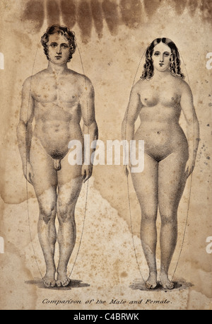 L' è un confronto tra il maschio e la femmina di corpo. copyright 1844 Foto Stock